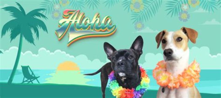 Aloha Dog: The Spirit of Canine Adventure