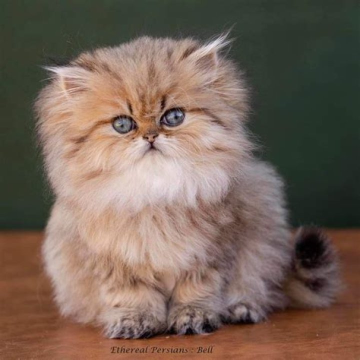 Discovering the Allure of Persiankitty: A Feline Wonder