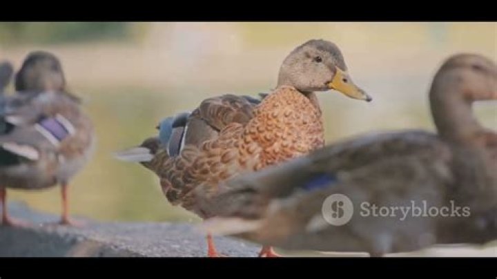 Discovering the Quirky World of Duck Hodges