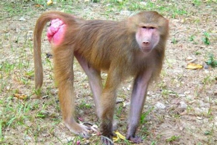 Discovering the Unique World of the Red Butt Baboon