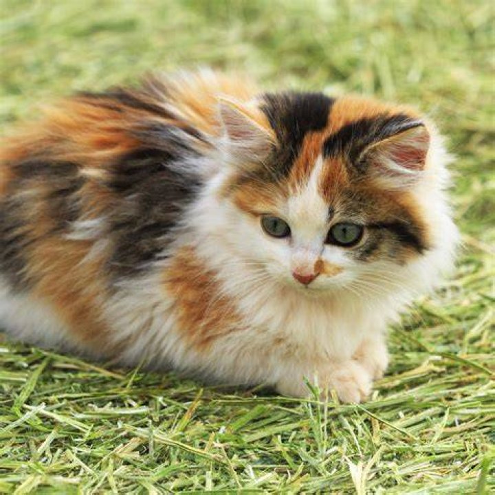 Exploring the Enchanting World of the Pastel Calico Cat Grey