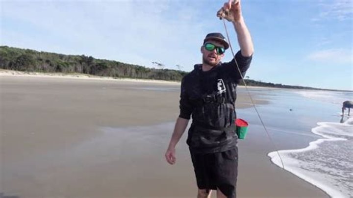 Exploring the Fascinating World of Beach Worms in Australia