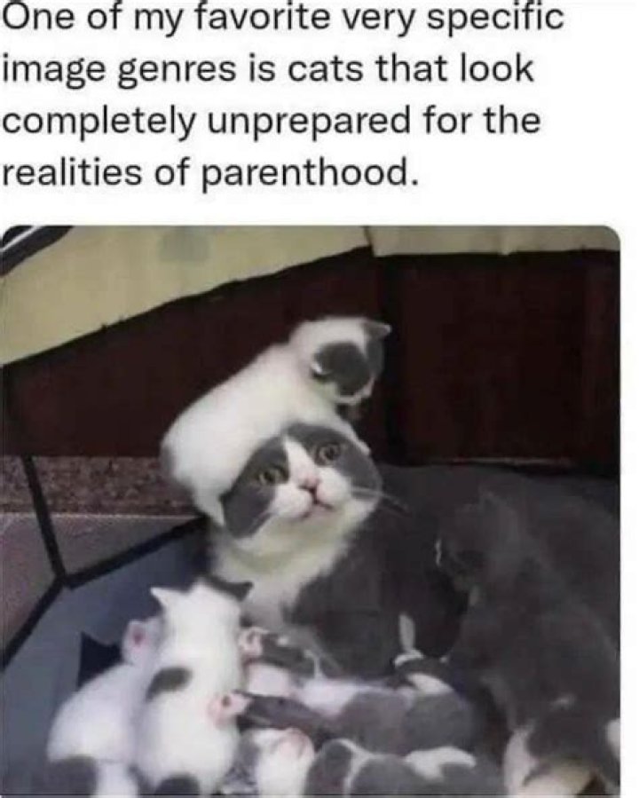 Exploring the Hilarious World of the Twins Meme