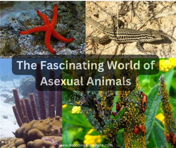 The Fascinating World of Katmocies18