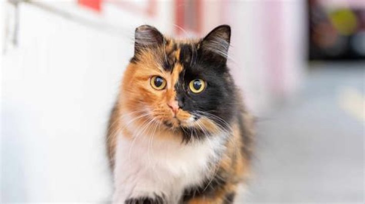 Understanding Calico Cats Lifespan: What You Need to Know