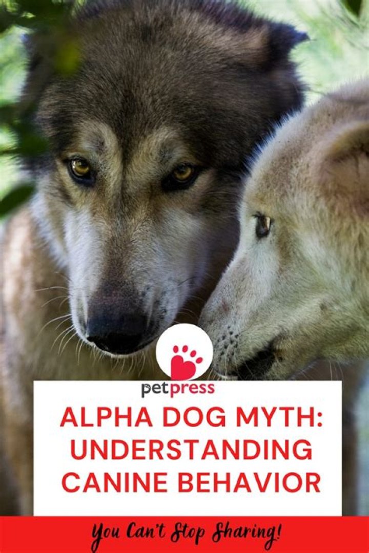 Understanding the Alpha Dog Phenomenon
