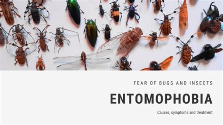 Understanding the Entomophobia Test: A Journey into Insect Fear