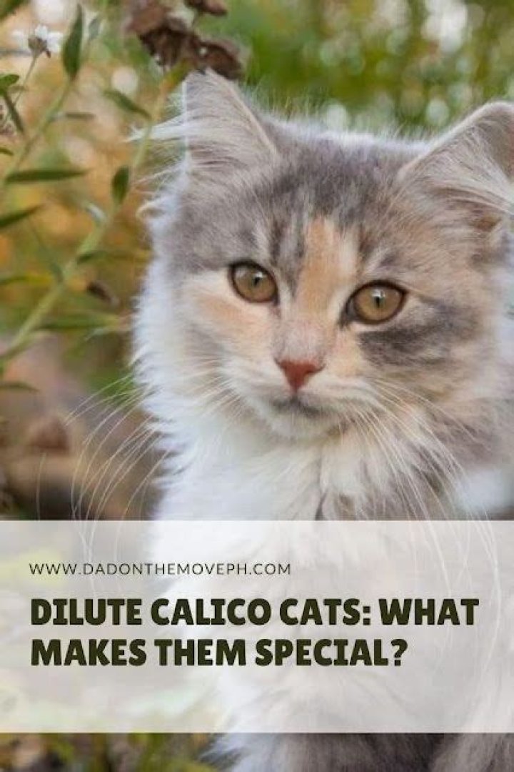 Unveiling the Beauty of the Dilute Calico Kitten