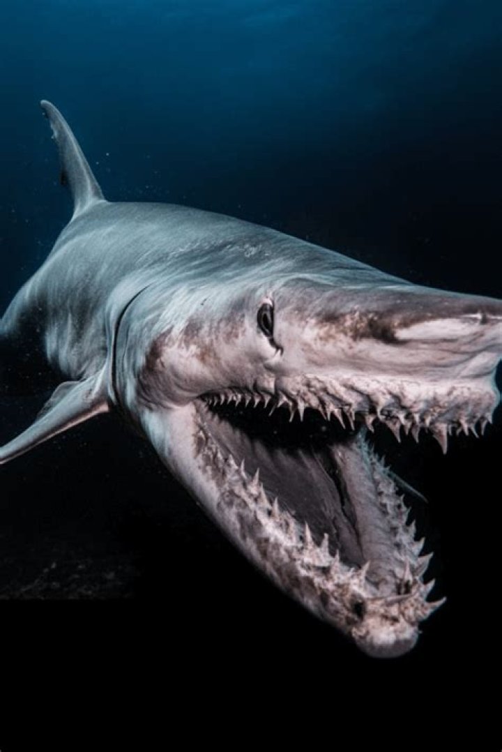 Unveiling the Mystery Behind Shark.bae Leaked